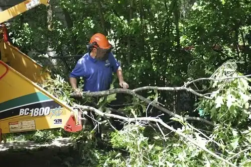 tree services La Mesa